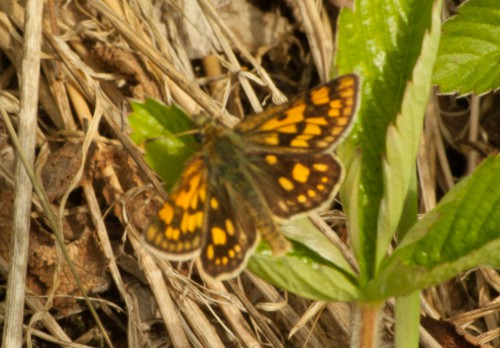 2015-05-23_FalterRaupen (5 von 31)