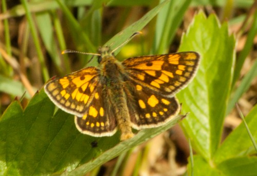 Carterocephalus palaemon - Gelbwürfeliger Dickkopffalter