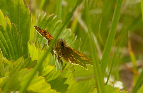 2015-05-23_FalterRaupen (8 von 31)