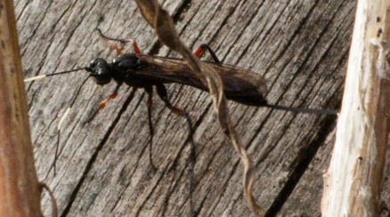 Ichneumon stramentarius (Schlupfwespe) am Holzstumpf