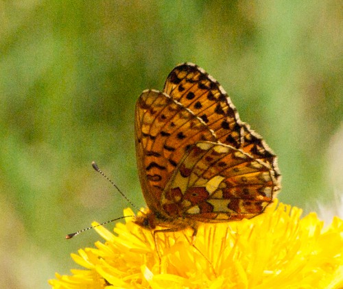 20150510 Boloria euphrosysne (8 von 3)