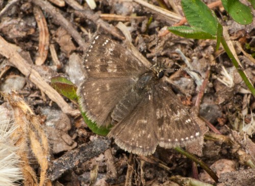Dunkler Dickkopffalter Erynnis tages