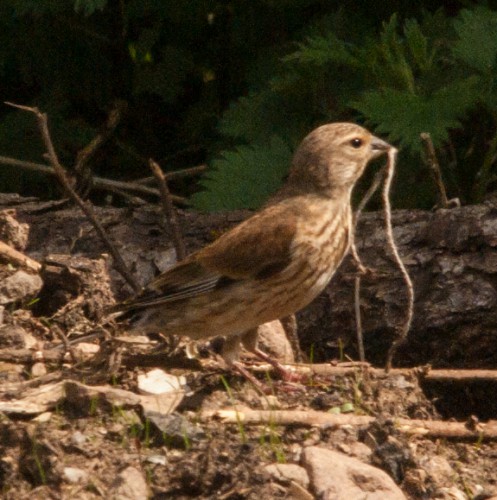 20150512 Unbekannter Vogel (1 von 4)