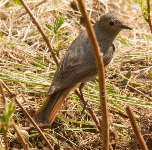 20150512 Vögel (1 von 3)