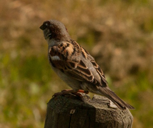 20150512 Vögel (2 von 3)