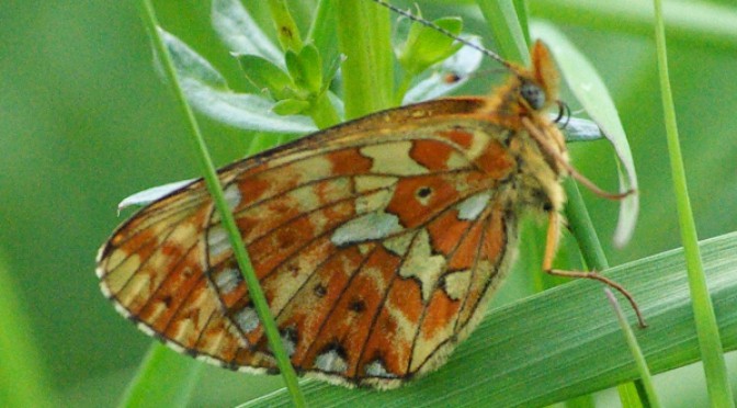Silberfleck -Perlmutterfalter — Boloria euphrosyne