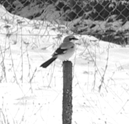 RaubwürgerBUST9856_bw