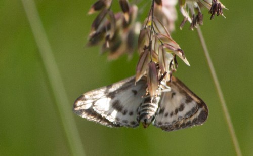 Brennnessel-Zünsler -- Anania hortulata