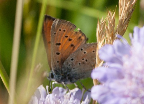 Lilagold Feuerfalter - Lycaenae hippothoe