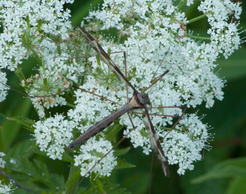 2015-06-06AmMoorSpaziergang (1 von 16)
