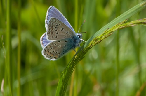 Hauhechelbläuling - Polyommatus icarus