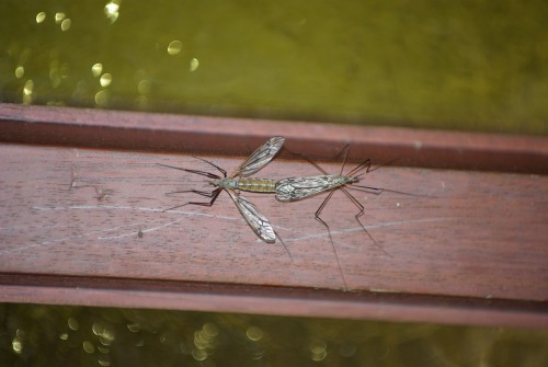 Tipula scripta