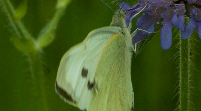 54. Falter: Großer Kohlweißling — Pieris brassicae