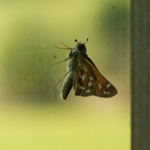 2015-08-26HesperiaComma-1