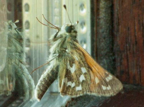 55. Falter im Urseetal: Komma-Falter – Hesperia comma