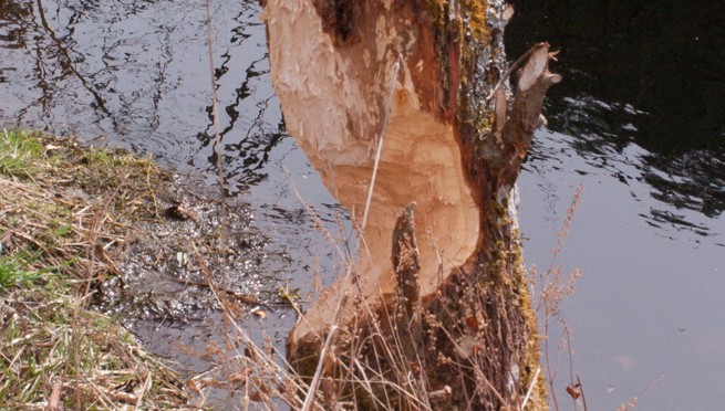 Beaver in the Urseetal