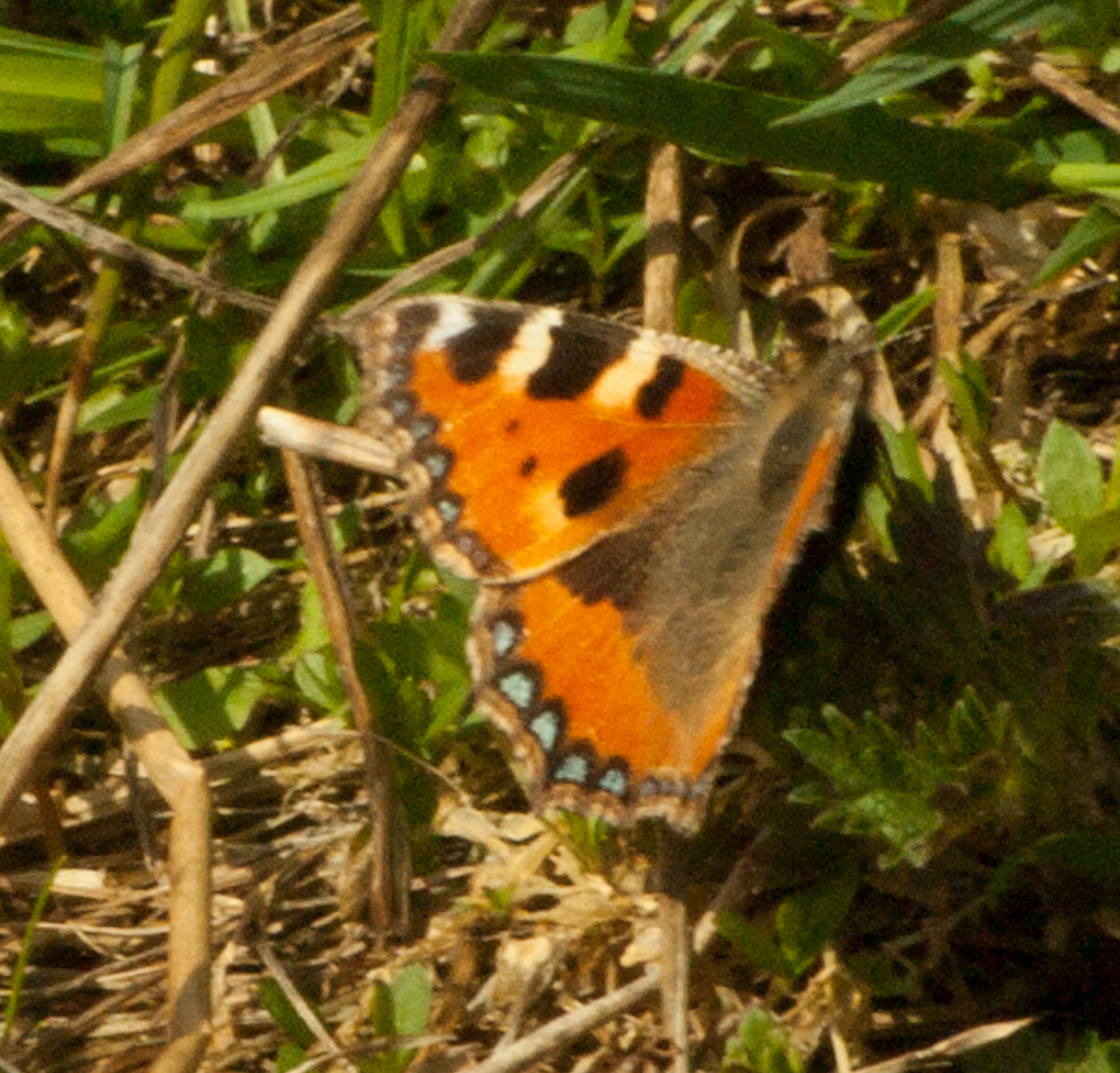 Nymphalis urticae