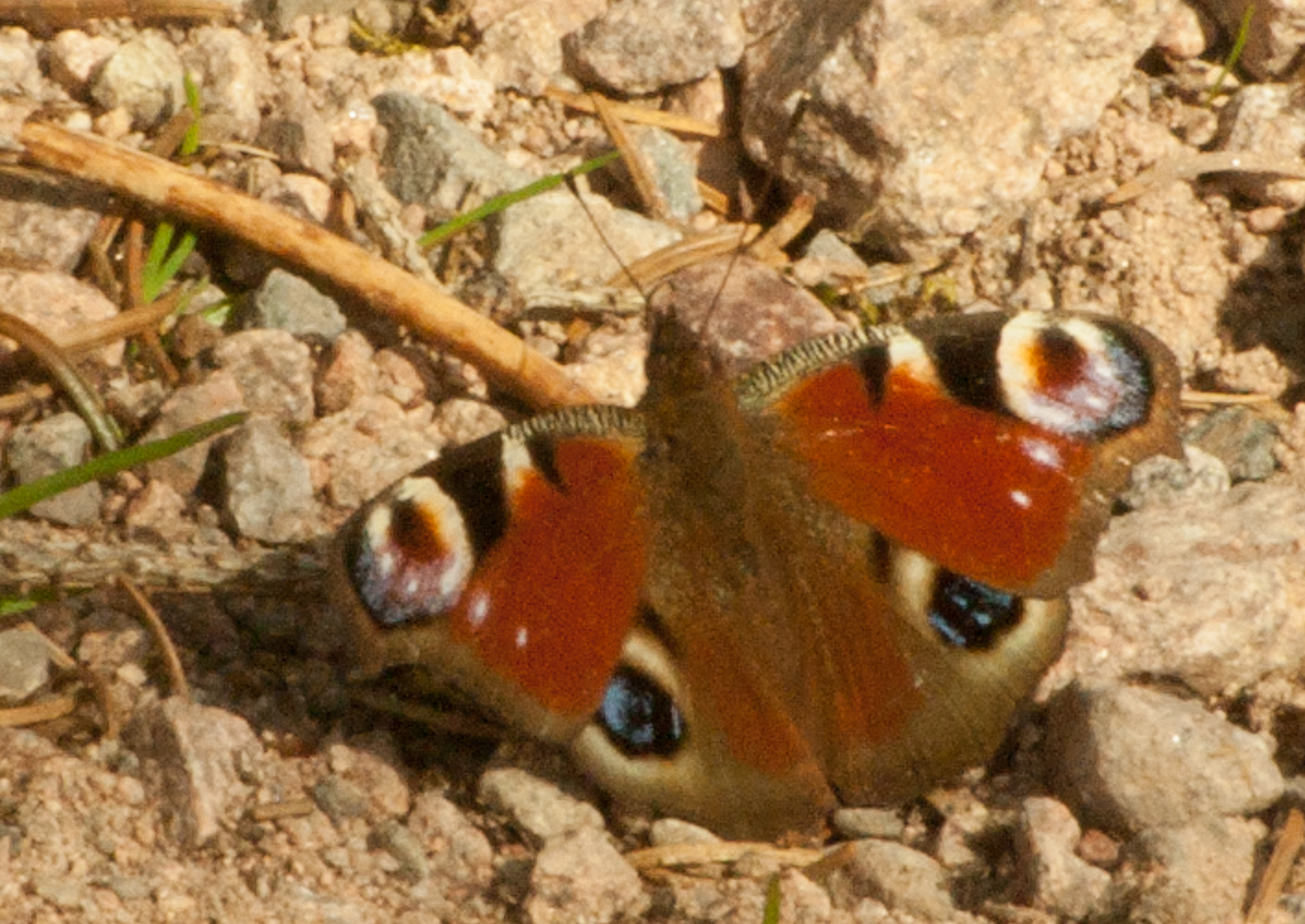 Nymphalis io
