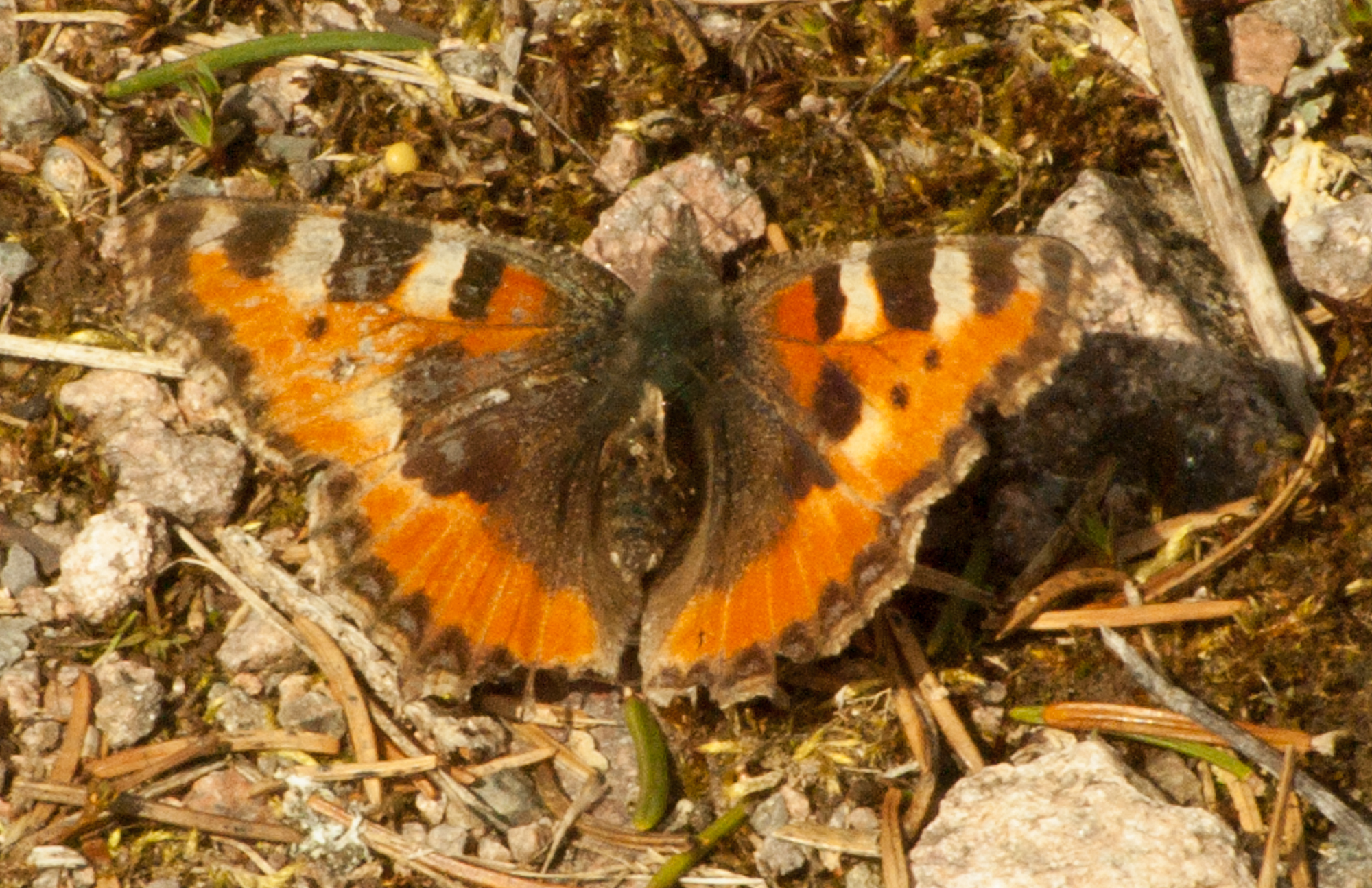 Nymphalis urticae