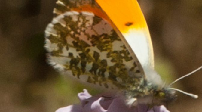 Schmetterlingswanderung im Urseetal