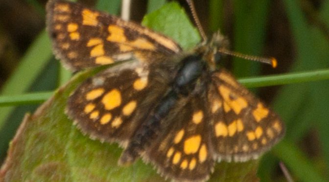 Schmetterlinge im Mai und Juni