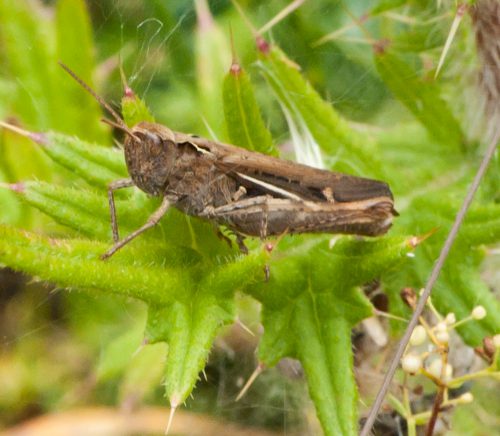 20160812Schmetterlingswanderung-9