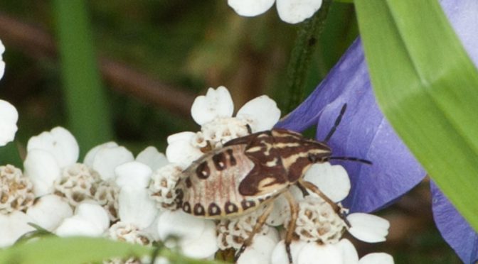 Interessante Insekten