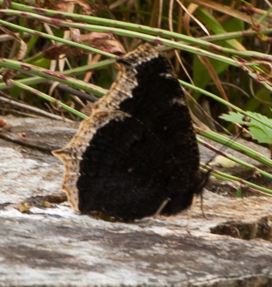Trauermantel - Nynphalis antiopa