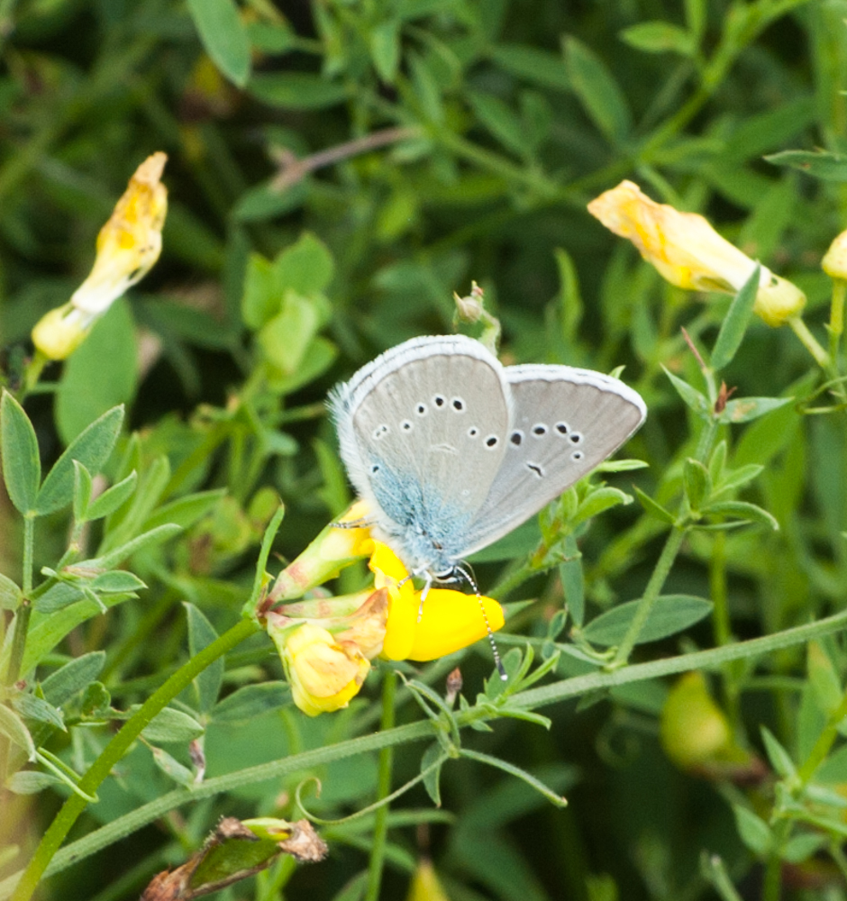 20160819Falterwanderung-29