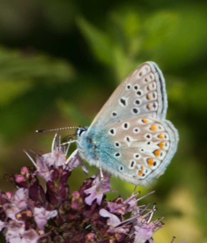20160819Falterwanderung-32