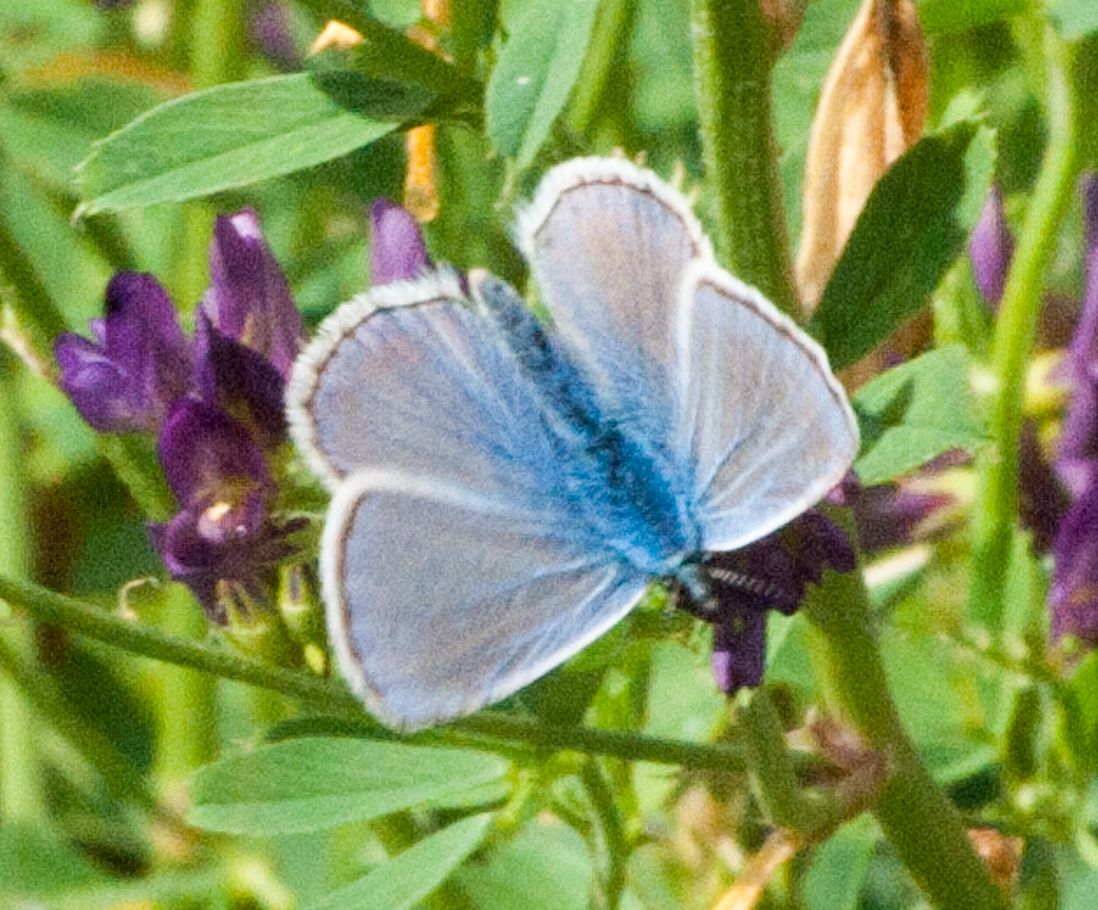 20160819Falterwanderung-4