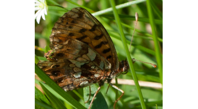 Magerrasen-Perlmutterfalter — Boloria dia, der 60. Tagfalter im Urseetal