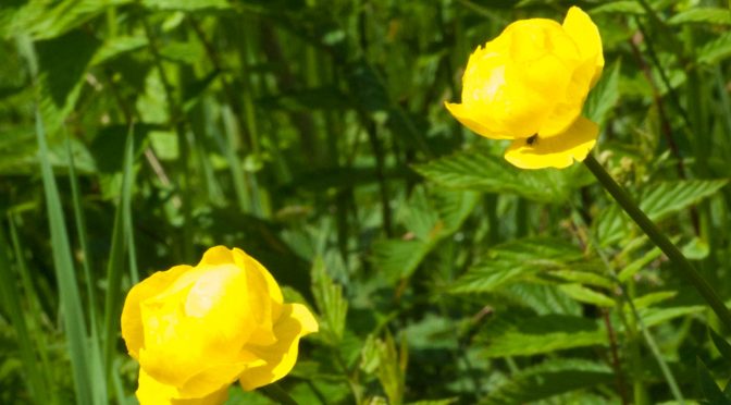 Falterwanderung am 1. Juni 2018 trotz widriger Wettervorhersage