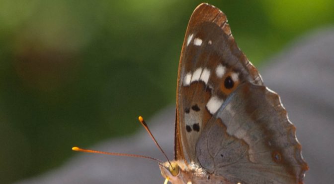Tagfalter Nr. 67 im Urseetal: Kleiner Schillerfalter – Apatura illia