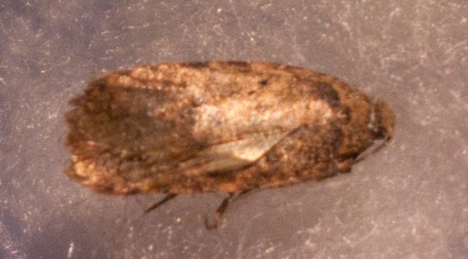 Agonopterix heracliana- Ein Kleinfalter