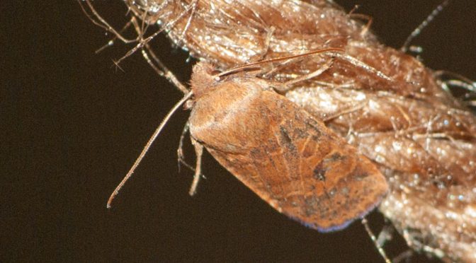 Veränderliche Wintereule – Conistra vaccini
