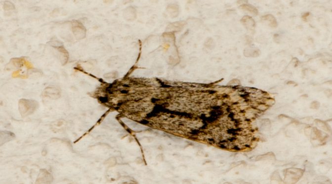 Diurnea fagella – Buchenmotte