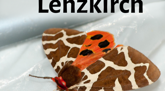 Falter in Lenzkirch – Beobachtung aus Urseetal und Kappel
