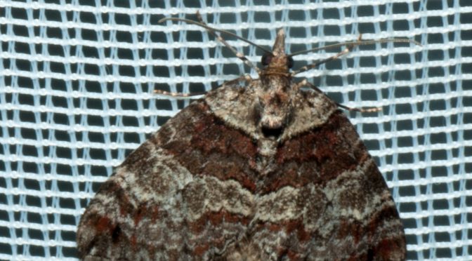 Hydriomena ruberata