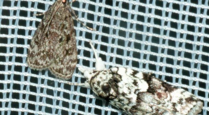 Nycteola degenerana  – Salweiden-Wicklereulchen