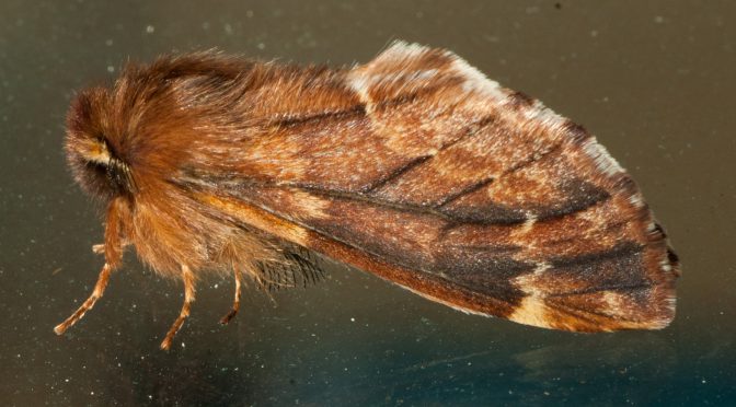 Ptilophora plumigera