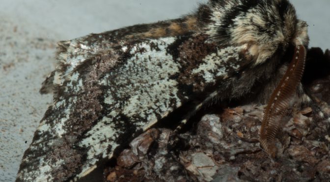 Pappel-Dickleibspanner – Biston strataria