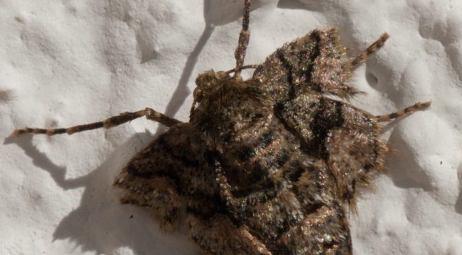 Das erste Flügellose Weibchen – Agriopis marginaria