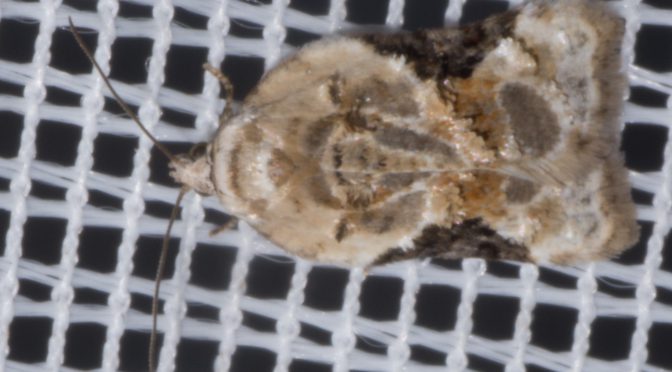 Äusserst selten: Acleris lacordairana