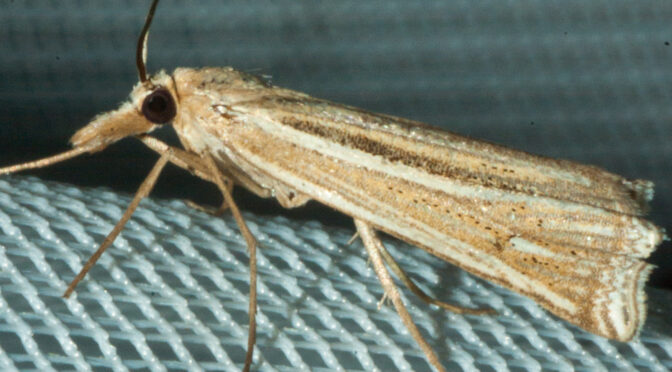 Ancylolomia Tentaculella im Schwarzwald 2. beobachtete Generation